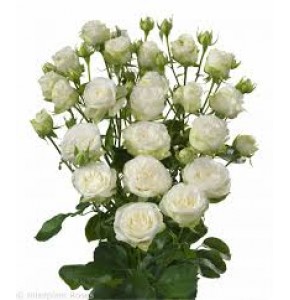 ΤΡΙΑΝΤΑΦΥΛΛΑ ΜΠΟΥΤΟΝ ΛΕΥΚΟ 70εκ ROSEN TR. MISS BOMBASTIC 70cm